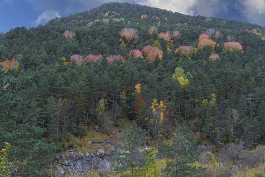Huesca - valle de Vió 19 - bosque de la Pardina del Señor.jpg